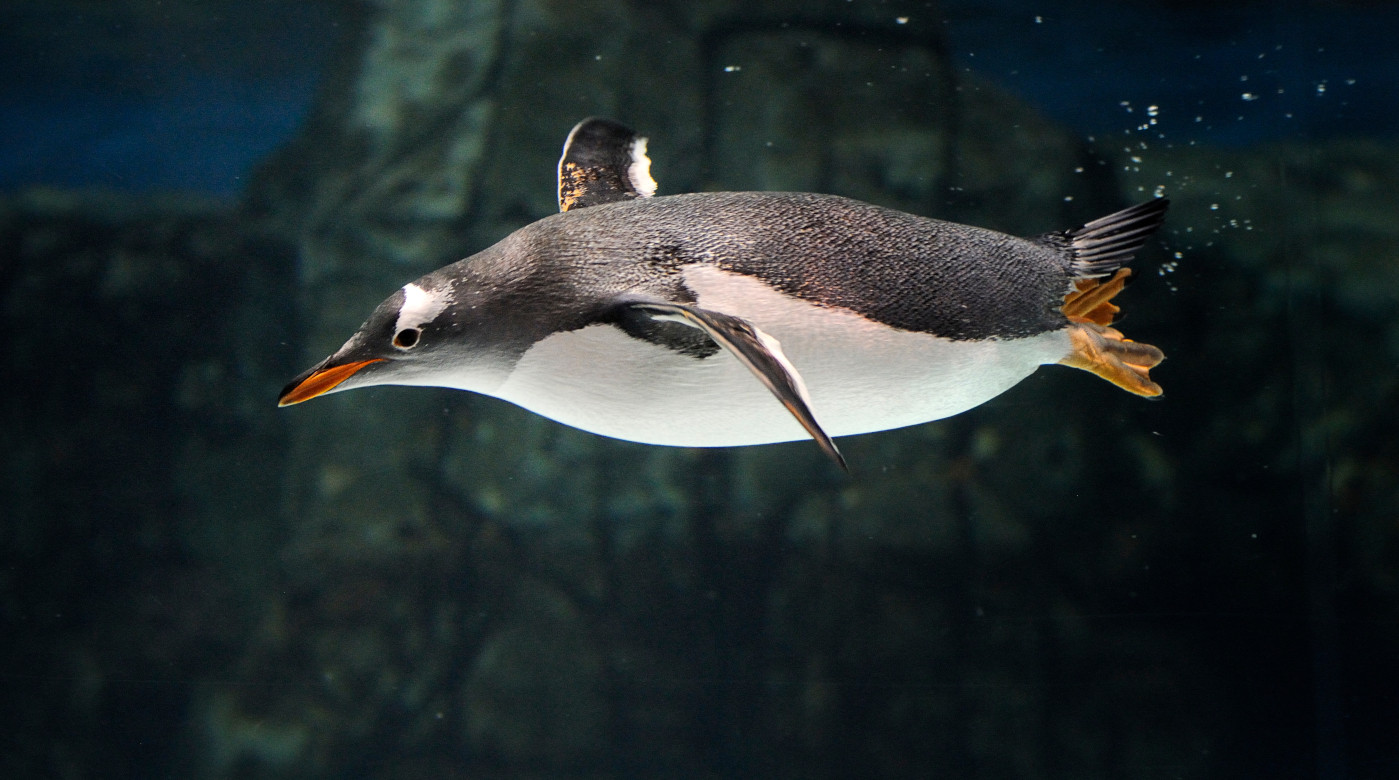 Black Friday: £10 Tickets for SEA LIFE Centre’s across the UK