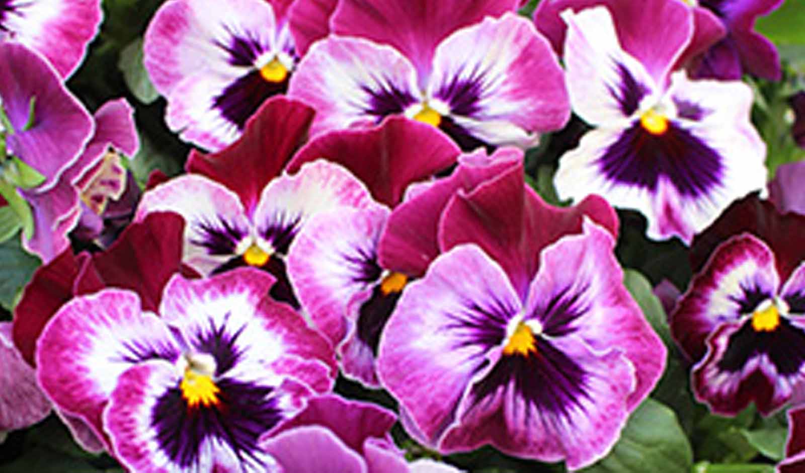 Bloom with Spring – 10% Off Your First Order at Gardening Direct