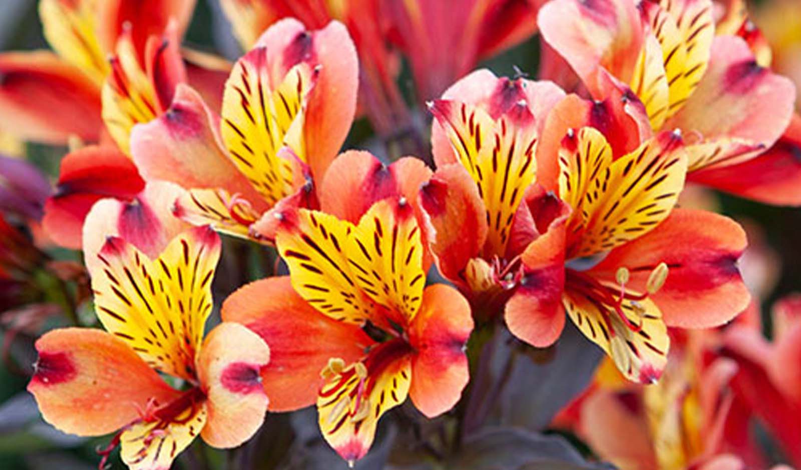 Bring Your Garden to Life – Up to 60% Off Perennials at Gardening Direct