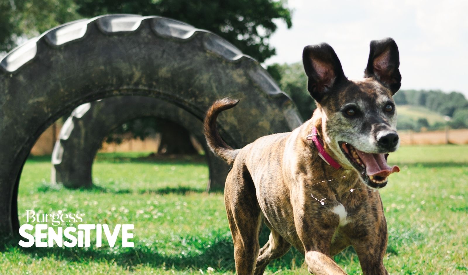 From paws to tails — get 20% off your first order of Dog & Cat food with Burgess Pet Care