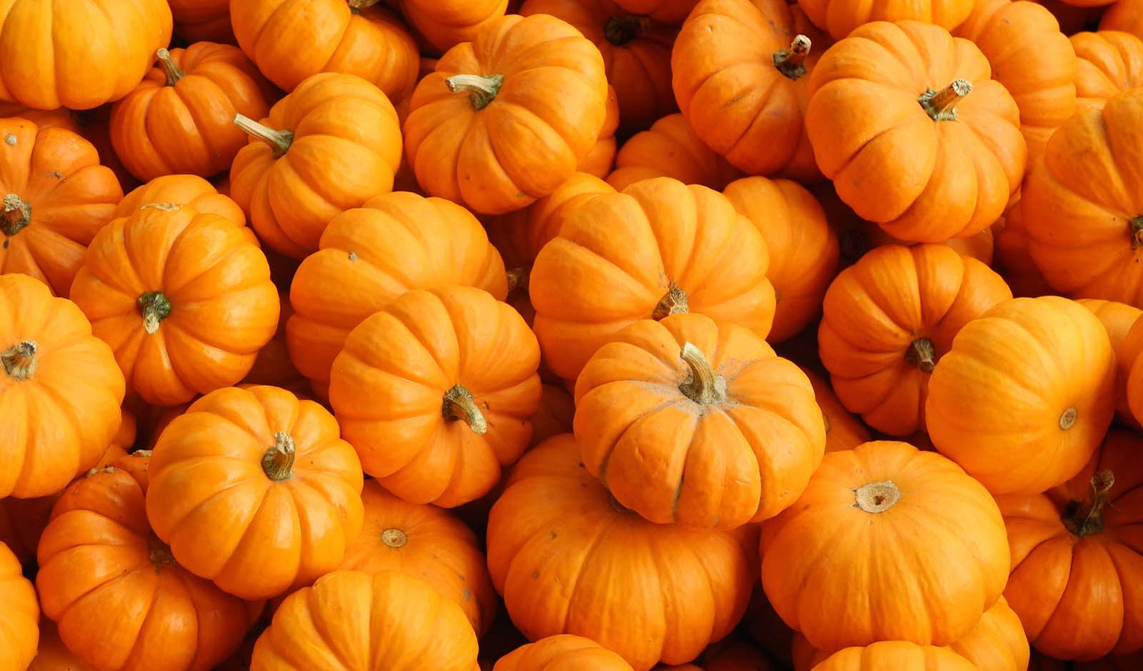 Get £5 Cashback, when you Spend £3+ on a Pumpkin!