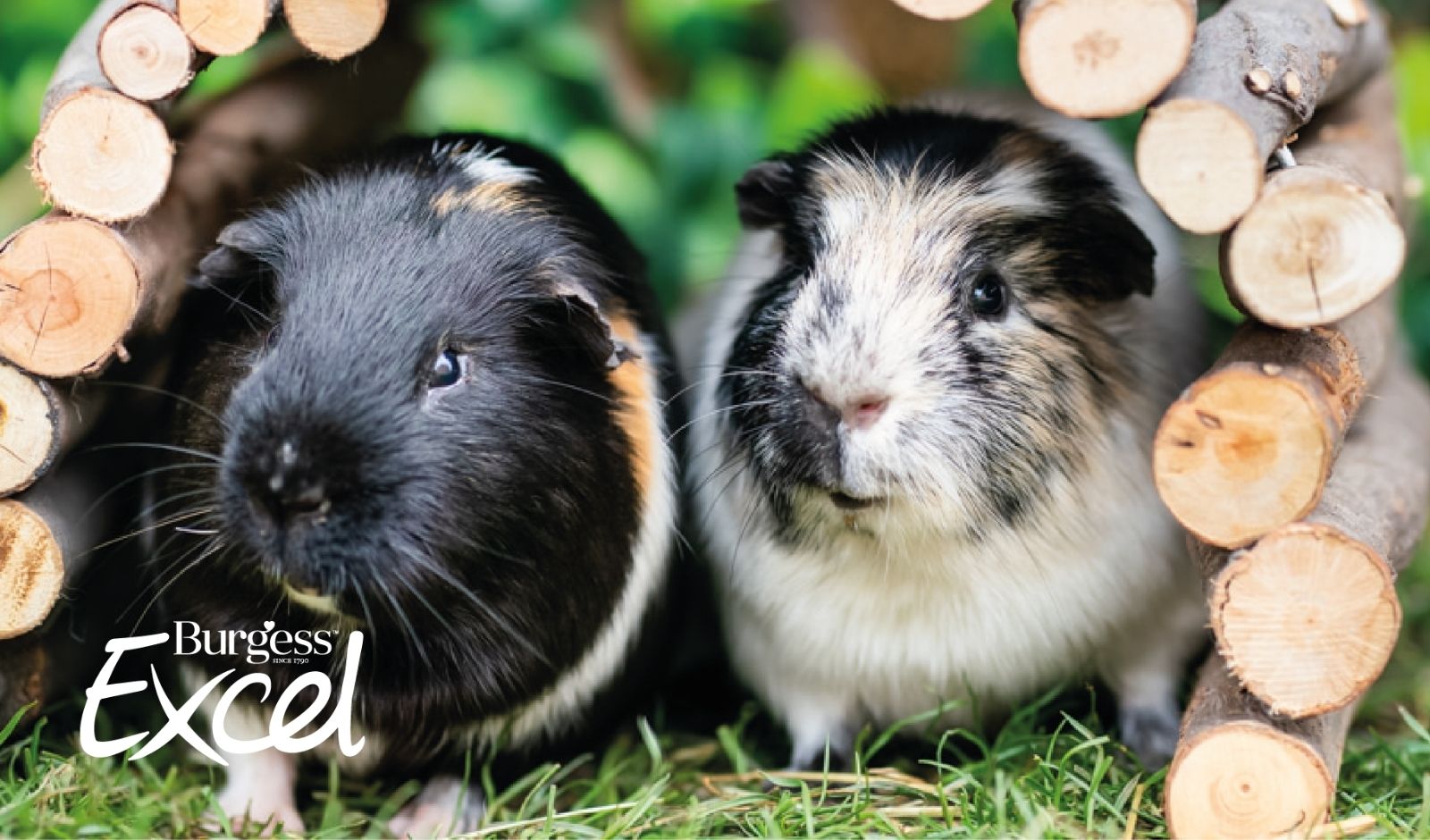 Save 15% on your next Excel Range order for your small pets!