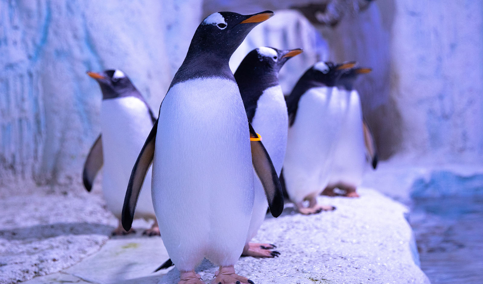 Save up to 40% on midweek tickets to SEA LIFE Brighton