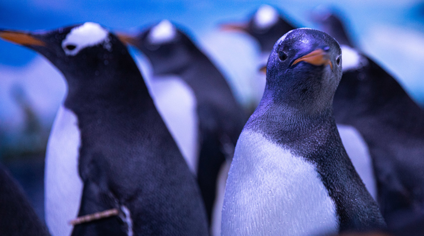 Save up to 40% on midweek tickets to SEA LIFE Great Yarmouth