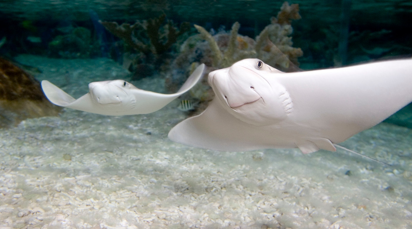 Save up to 40% on midweek tickets to SEA LIFE Hunstanton