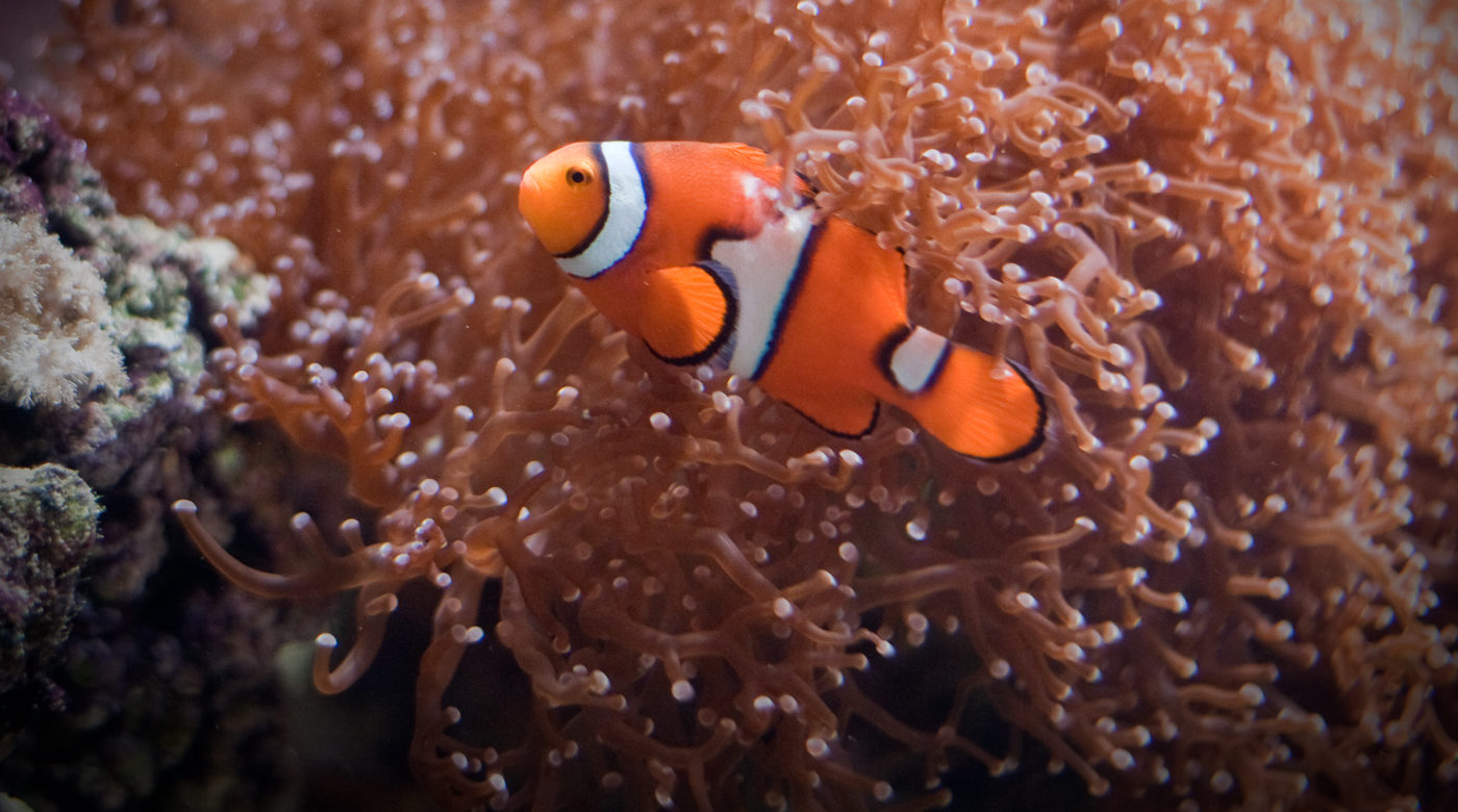 Save up to 40% on midweek tickets to SEA LIFE Loch Lomond