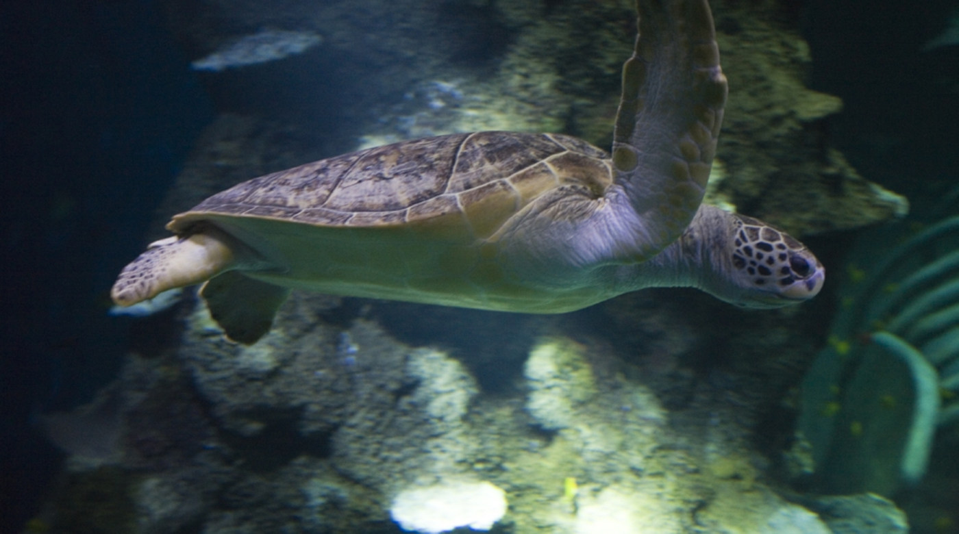 Save up to 40% on midweek tickets to SEA LIFE Weymouth