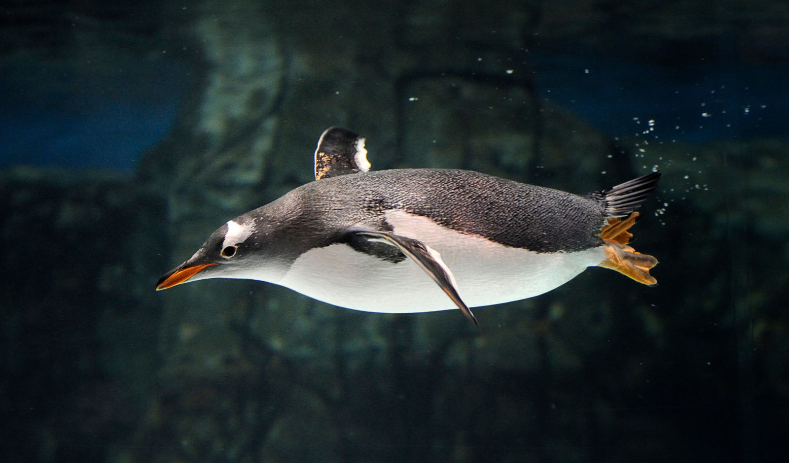 Save Up to 54% on SEA LIFE London Multi-Attraction Tickets