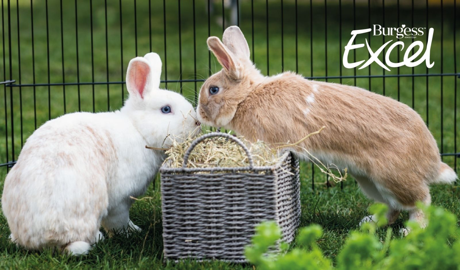 Treat your little pets with 20% off your first Excel Range order!